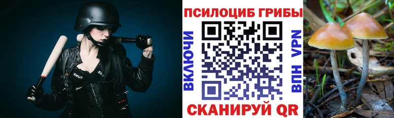 купить  сайты  Сосновый Бор  Галлюциногенные грибы Psilocybe 
